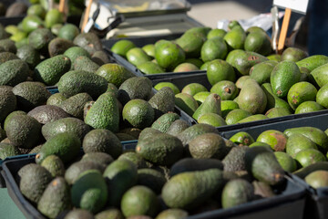 A view of avocados on display at a local farmers market.