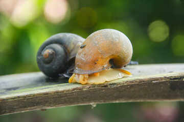 Pila ampullacea or rice field snail, this snail is often found in rice fields, fresh water snail © ChairilAzmi
