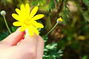 黄色い花を持つ女性の手