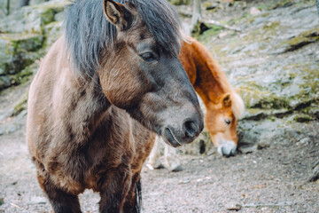 Fototapeta premium Black-Coated Pony Standing on Rocky Terrain