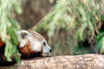 Side Profile of a Red Panda Resting in the Shade