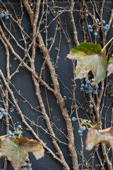 Tree branches and leaves on the wall