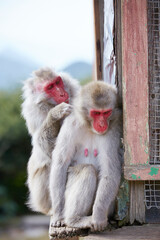 Naklejka premium Japanese wild monkey, wild animal
