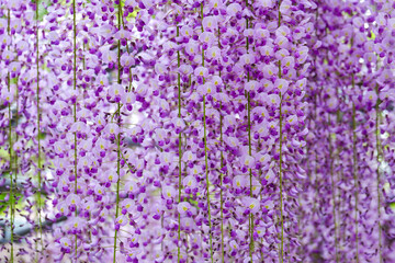 Naklejka premium 滝のように垂れ下がる紫色の藤の花々