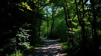 Obraz premium Sun-dappled Path Winding Through a Lush, Verdant Forest Canopy
