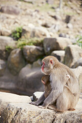 Japanese wild monkey, wild animal	