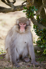 Japanese wild monkey, wild animal