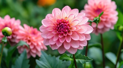 Pink Dahlia in Bloom Close-Up