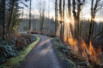 Fototapeta premium Serene Pathway Through Forest with Glowing Sunlight in Early Morning, Surrounded by Lush Greenery and Majestic Trees