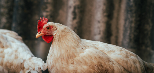 A close-up view of a white chicken with a vibrant red comb at a rustic farm during the golden hour