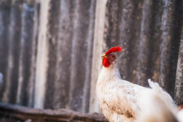 A close-up view of a white chicken with a vibrant red comb at a rustic farm during the golden hour