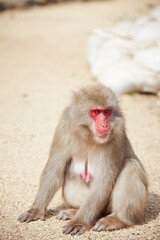 Japanese wild monkey, wild animal	