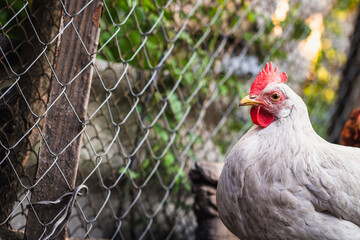 A close-up view of a white chicken with a vibrant red comb at a rustic farm during the golden hour
