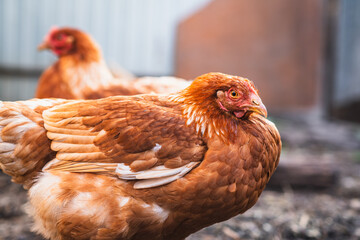 Detailed Portrait of a Brown Hen in a Farmyard Environment During Daylight