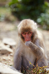 Japanese wild monkey, wild animal	