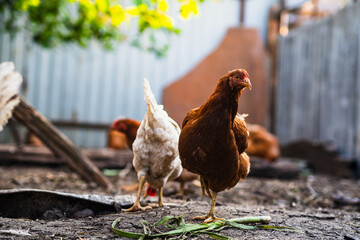 A close-up view of a brown chicken in a rustic farmyard setting during daylight with other chickens in the background