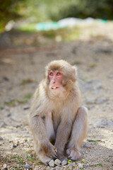 Japanese wild monkey, wild animal	