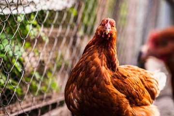 Detailed Portrait of a Brown Hen in a Farmyard Environment During Daylight