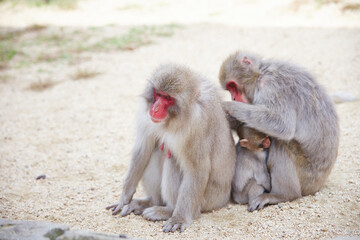 Japanese wild monkey, wild animal