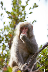 Japanese wild monkey, wild animal