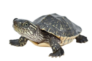 Obraz premium Curious turtle on a transparent png background captured in studio nature close-up view wildlife concept