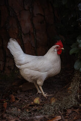 White Chicken Standing Near a Tree Trunk