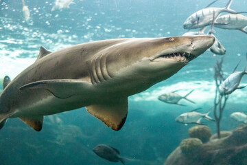 Naklejka premium Open Mouthed Shark Swimming with Fish