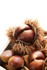 chestnuts on a white background	