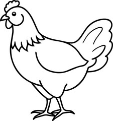 Chicken Line Art on a Clean White Background