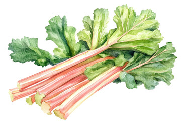 Watercolor rhubarb with transparent png background for nature illustrations and culinary art