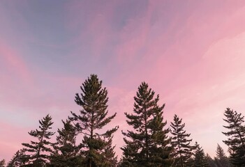 A beautiful sunrise with pink and purple hues, with pine trees silhouetted in the foreground.