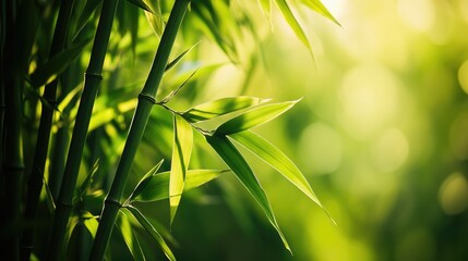 Sunlight Filtering Through Bamboo Leaves