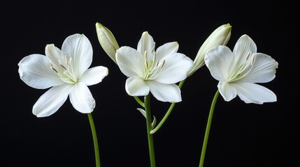 Obraz premium Three White Lilies Against a Black Background
