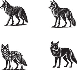 4 Set of Black Silhouettes of Standing Coyote Showcasing Poise and Strength in Black and White