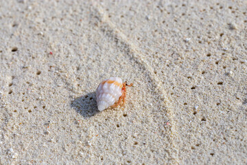 A tiny hermit crab with a white shell crawls across soft, textured sand on a pristine Maldivian beach.