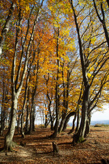 Tall trees with golden-yellow and orange leaves reach toward a clear blue sky
