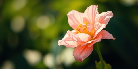 A delicate peach blossom basks in the warm sunlight, its petals softly illuminated against a blurred green background