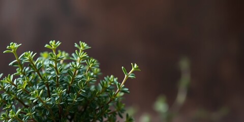 Close-up of vibrant green thyme plant against a blurred brown background