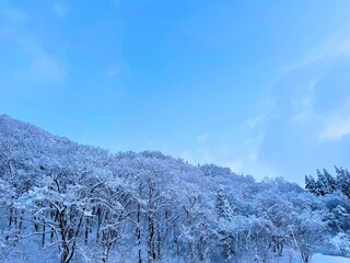 樹々に積もる雪