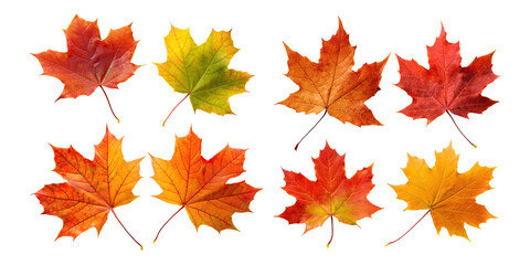 Colorful Leaves on Transparent Background