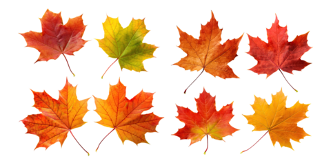 Colorful Leaves on Transparent Background