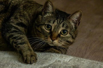 Lazy tabby grey cat sleeping on the bed. Domestic cat relaxing. High quality photo