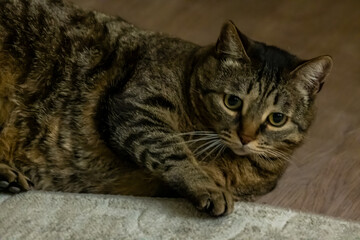 Lazy tabby grey cat sleeping on the bed. Domestic cat relaxing. High quality photo
