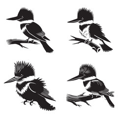 Set of Black Silhouettes of Belted Kingfisher Capturing Dynamic Elegance in Black and White