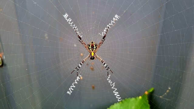 The Intricate Web of the Argiope Spider
"A Masterpiece of Nature: The Best Photograph of an Argiope Spider Captured to Date"