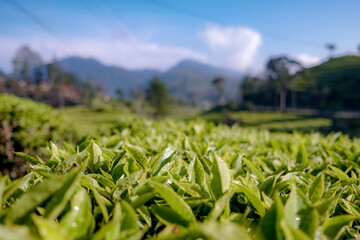 A scenic view of a sprawling tea plantation with vibrant green tea bushes and rolling hills in the...