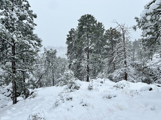 snow covered trees