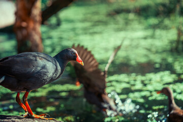 Dusky Moorhen on the lake