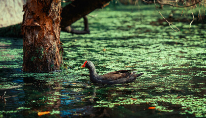 Dusky Moorhen 