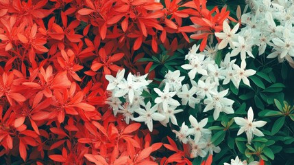 Vibrant Red and White Azalea Blooms Intertwined Against Lush Green Foliage